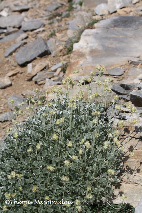 Potentilla deorum.- endemita del M. Olimpo, Grecia